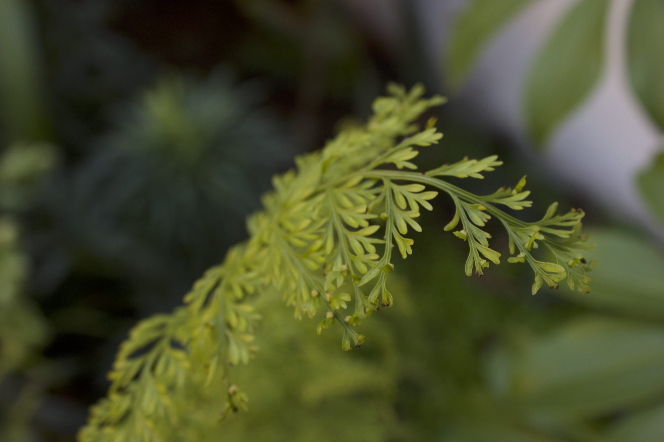Client - Wendy mother fern detail (1 mb)