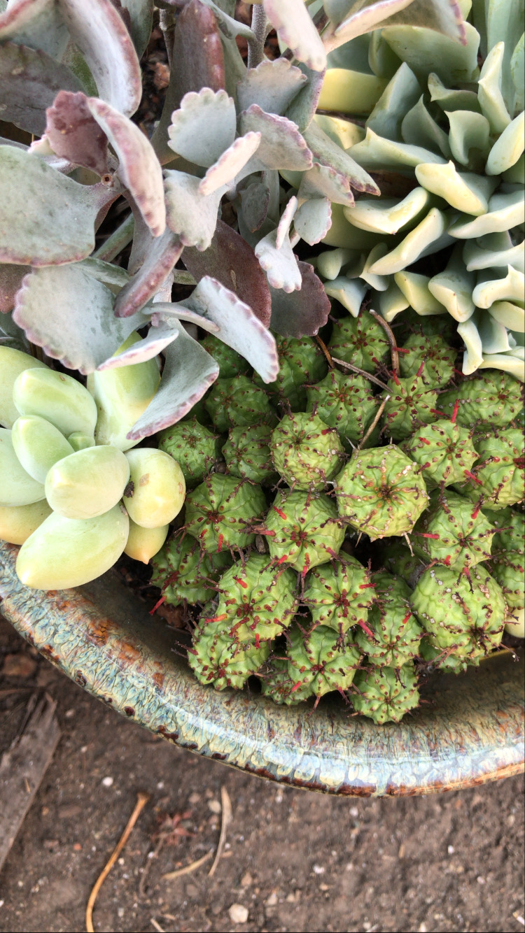 Dry - succulent mix