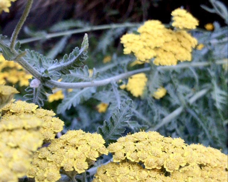 Medicinal - Achillea 2