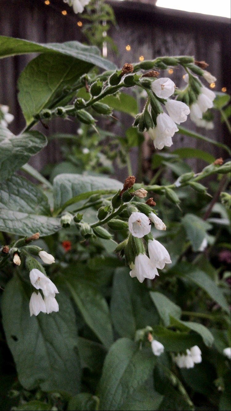 Medicinal - Comfrey